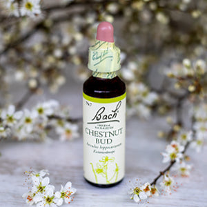Chestnut Bud,   Bachovy květové esence
